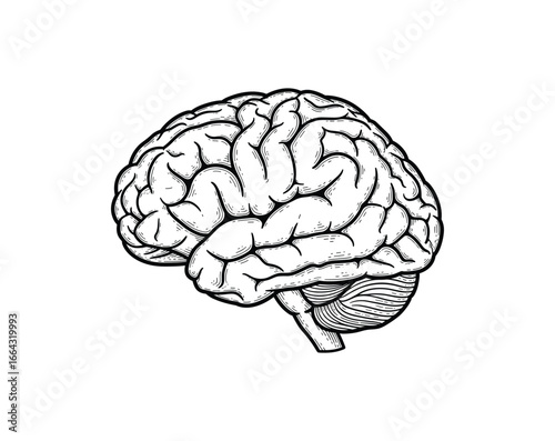 Detailed black and white drawing of a human brain. Vector illustration.