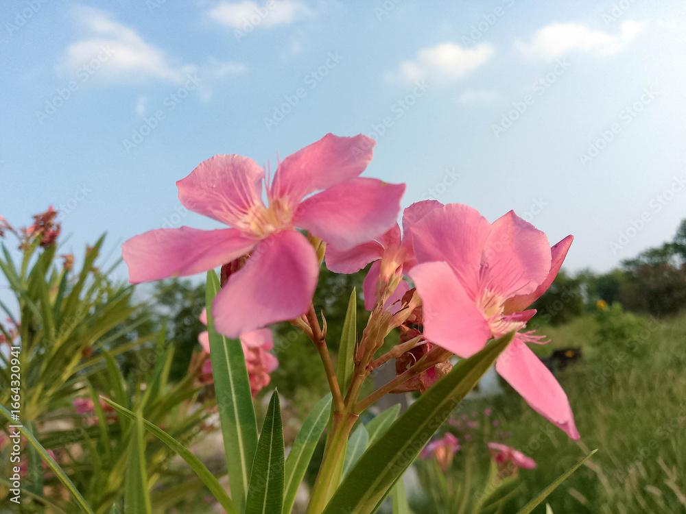 Obraz premium Blooming Pink Flowers with Green Leaves Against Blue Sky and Soft Cloud Background