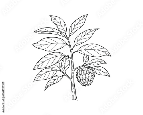 Detailed line art illustration of a custard apple plant with fruit. Botanical style drawing in black and white.