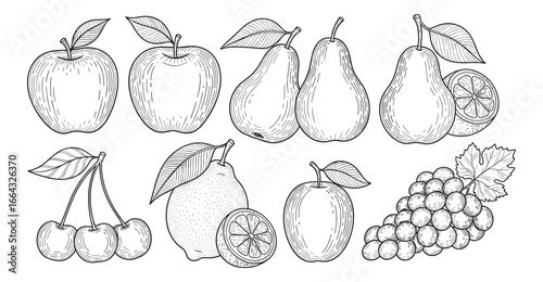 Detailed illustration of assorted fruits including apples, pears, cherries, lemons and grapes. Vector image.