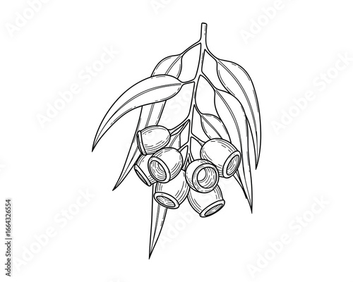 Detailed black and white line drawing of a Eucalyptus branch with leaves and gum nuts. Vector Illustration.