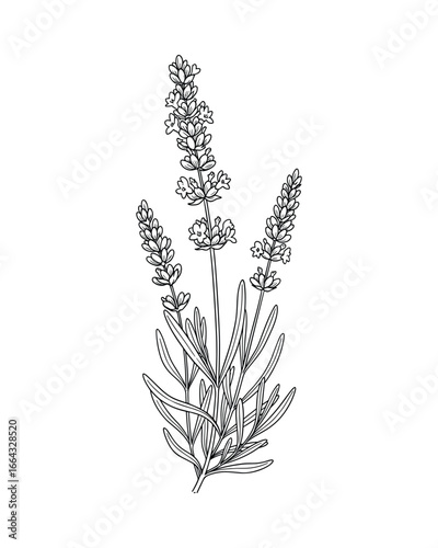 Detailed black and white line art of lavender flowers. Elegant botanical design element. Vector Illustration.