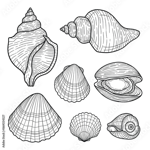 Detailed line art drawing of various seashells. A perfect nautical themed design element.
