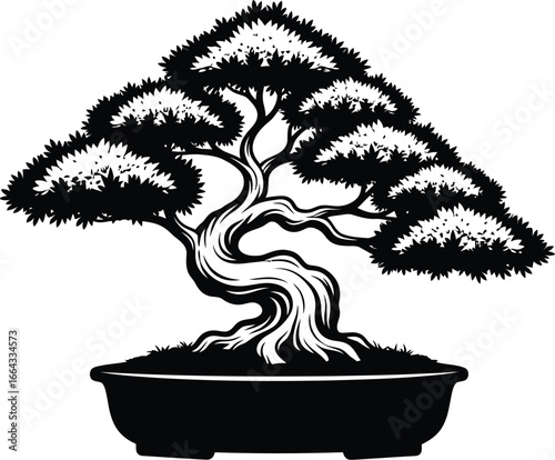 Elegant bonsai tree in pot against white background for peaceful design