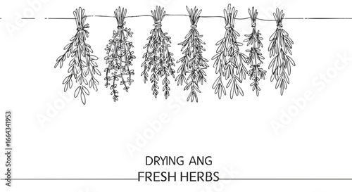 Fresh herbs hanging, dried for future use.