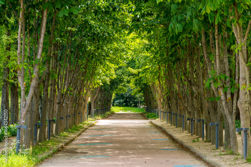 A view of the Gyeongju Millennium Forest trail in Korea in spring, covered in lush green leaves.