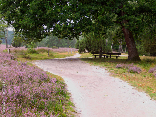 The heathland in the Büsenbach Valley