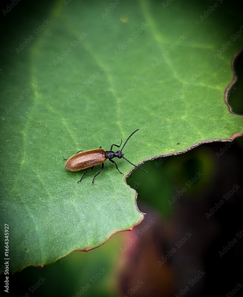Naklejka premium Beetle soft in the garden on a leaf small insects