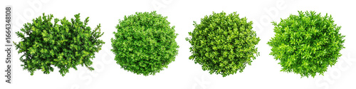 Round green bushes viewed from above with lush foliage texture. Dense ornamental shrubs in spherical shapes for garden and landscaping.