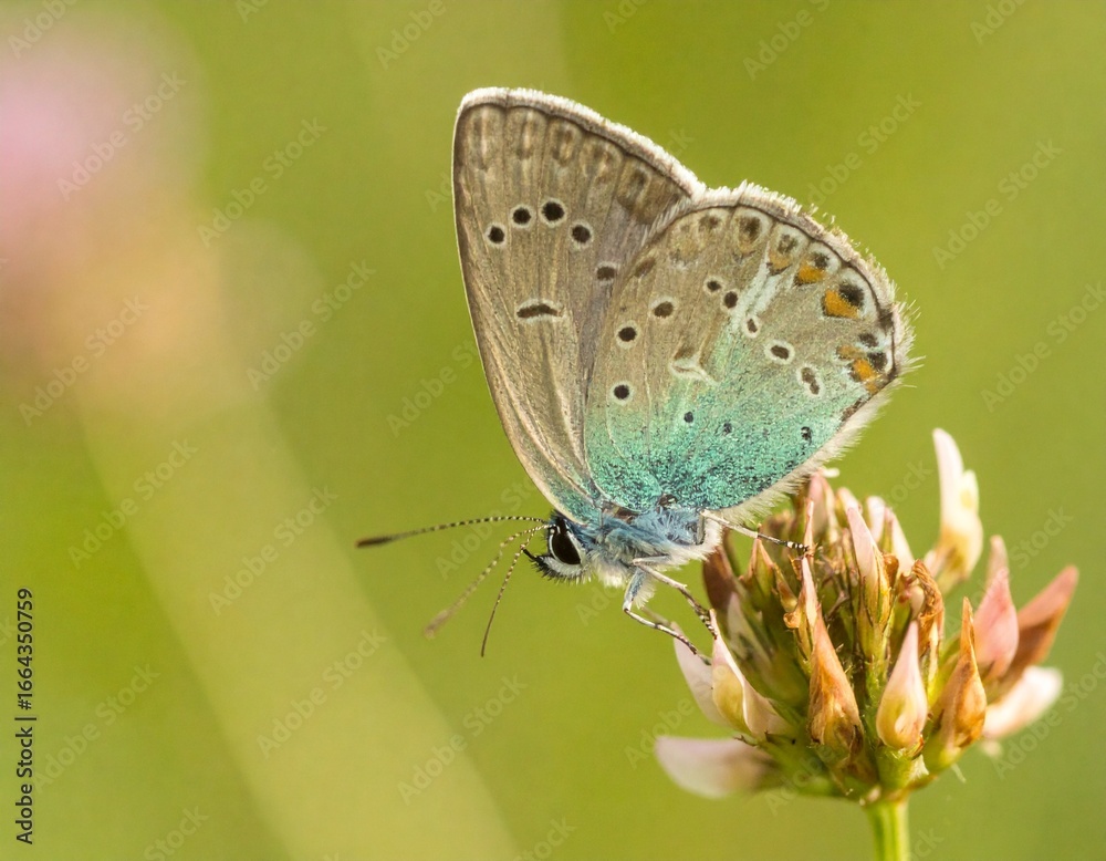 Obraz premium butterfly on a flower