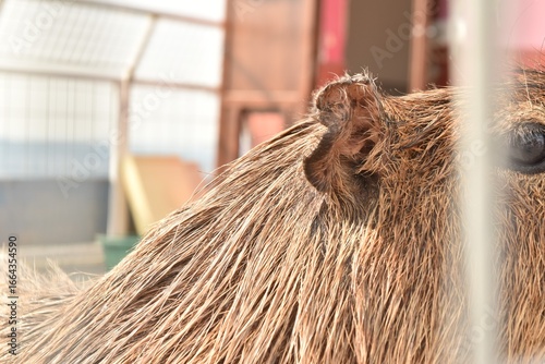 カピバラの耳と毛並み