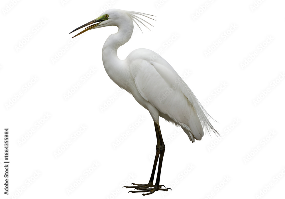 Fototapeta premium A solitary white heron stands out against a pure black backdrop, showcasing its elegant plumage and attentive posture.