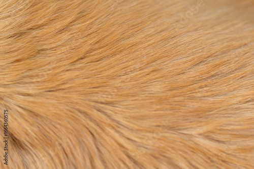 golden retriever labrador dog hair close up. dog hair texture	