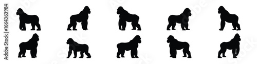 Gorilla Silhouette Wild Animal Vector Illustration for Wildlife Nature and Jungle Adventure Design