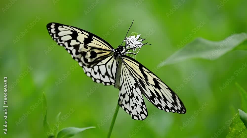 Rice Paper Butterfly is sucking nectar, slow motion Rice Paper Butterfly is sucking nectar, slow motion
