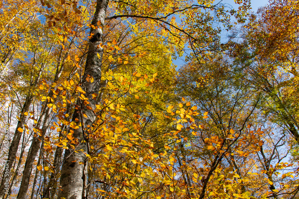 Fototapeta premium カヤの平の森