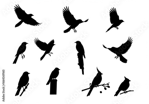 Captivating collection of diverse bird silhouettes showcasing flight and perching in dynamic poses, perfect for nature projects