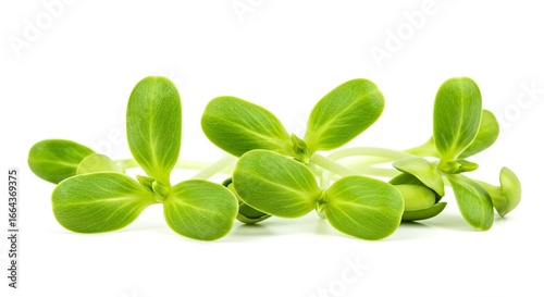 Group of sunflower sprouts with green leaves on a white background