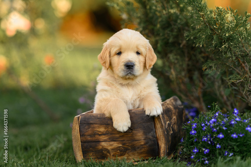 little puppy 1 month old golden retriever dog sits on the grass in summer near flowers. summer walk with dog	