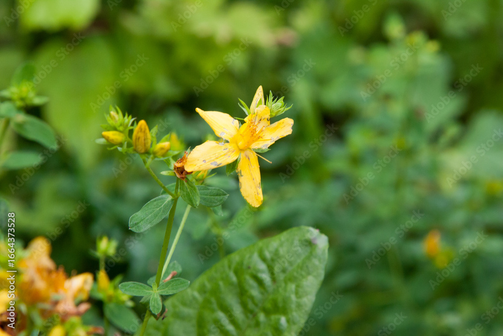 Obraz premium Yellow wildflower. Close up of a freshly opened Hypericum calycinum flower aka Rose of Sharon against green background. Yellow flower for background, post, screensaver, wallpaper, postcard, banner