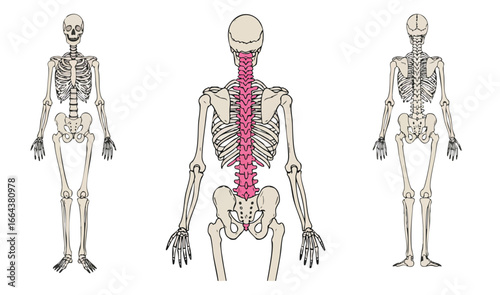 Vector Anatomical illustration showcasing the human skeletal system with emphasis on the spinal column, presented from anterior, posterior, and lateral views