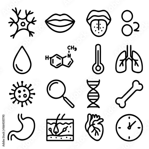 Anatomy Icon Collection: A visually engaging collection of medical and biological illustrations, meticulously crafted in a clean and artistic style.