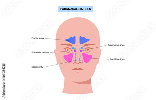 Paranasal sinus poster