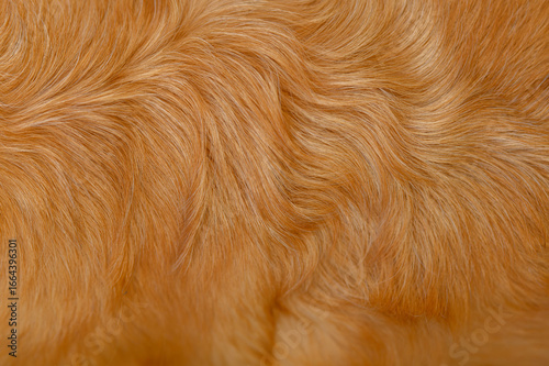 golden retriever labrador dog hair close up. dog hair texture	
