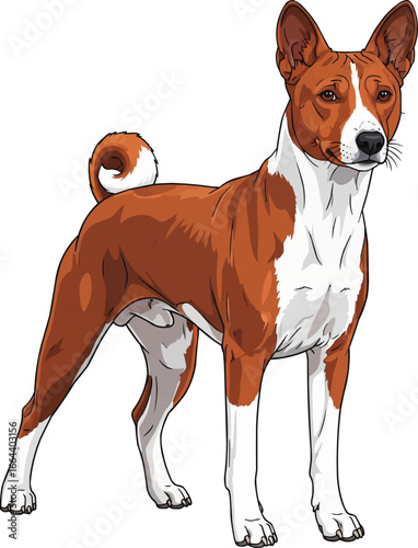 Basenji dog standing in alert guarding pose vector illustration