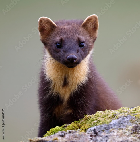Chance Encounter With A Wild Pine Marten