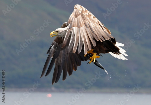 White Tailed Eagle With Fish