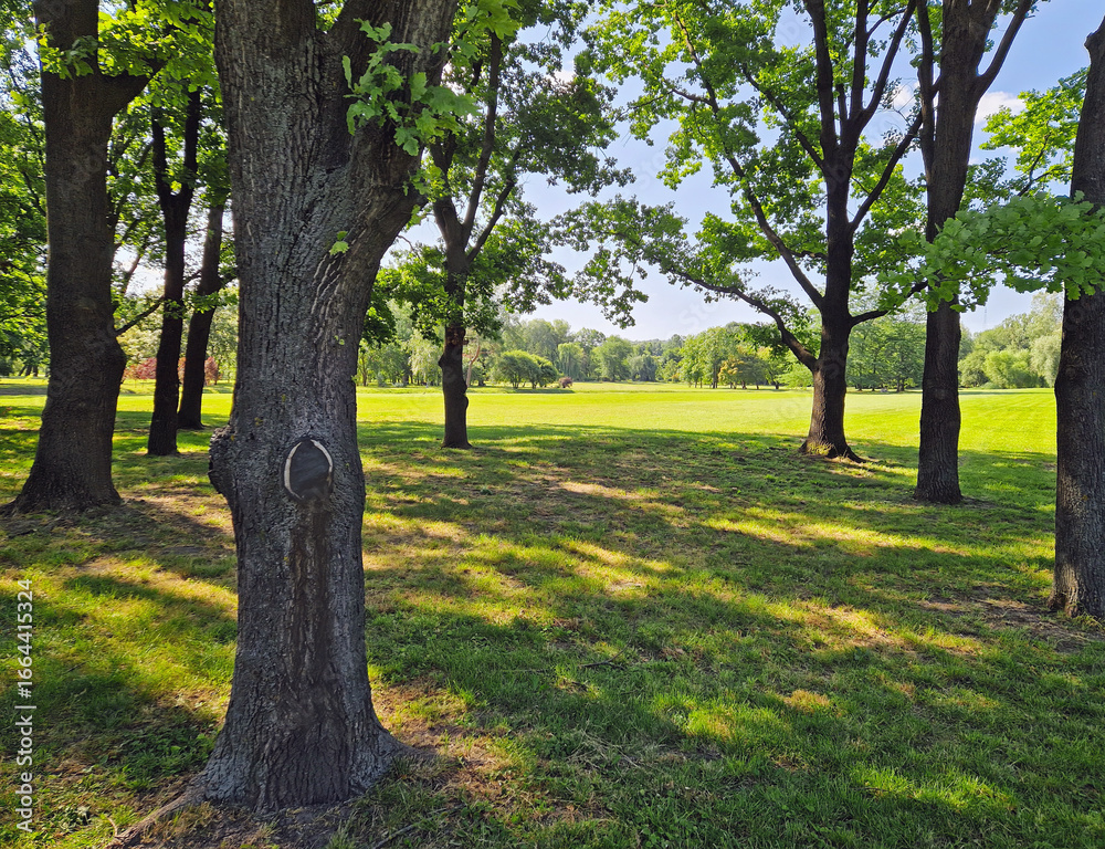 Obraz premium A sunlit park with large trees and a wide open field stretching into the background. Sunlight filters through dense, fluttering leaves, casting shifting shadows on green grass