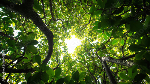 View looking up into lush green canopy of trees with sunlight filtering through leaves, creating bright and vibrant natural scene