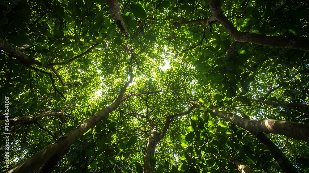 Fototapeta premium View from below of lush green forest canopy with sunlight filtering through leaves, creating vibrant and peaceful natural scene