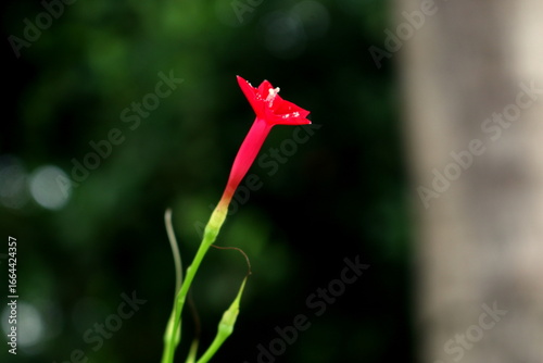 The Cantuta, the sacred flower of the Incas and National Flower of Peru shot outdoors in sunny conditions. Beautiful qantu flower. Green Background.