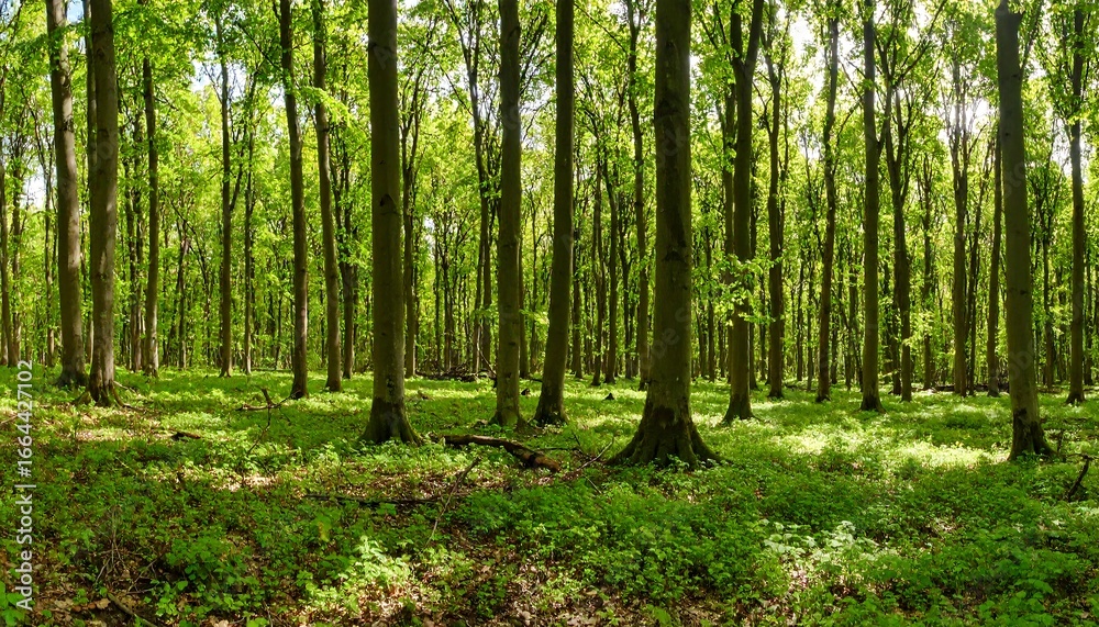 Obraz premium Lush Green Forest Panorama