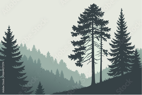 A misty morning in the Black Forest, Germany, with tall evergreen trees, modern flat illustration style.