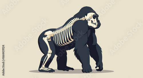 Anatomy of a Gorilla: Skeletal Structure Illustration
