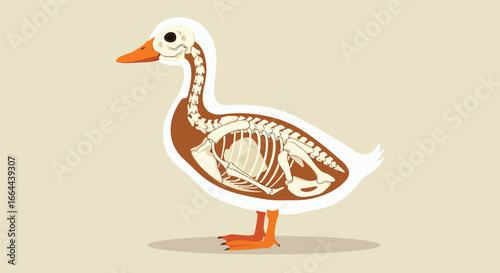 Anatomy of a Duck: Skeletal Structure Illustration