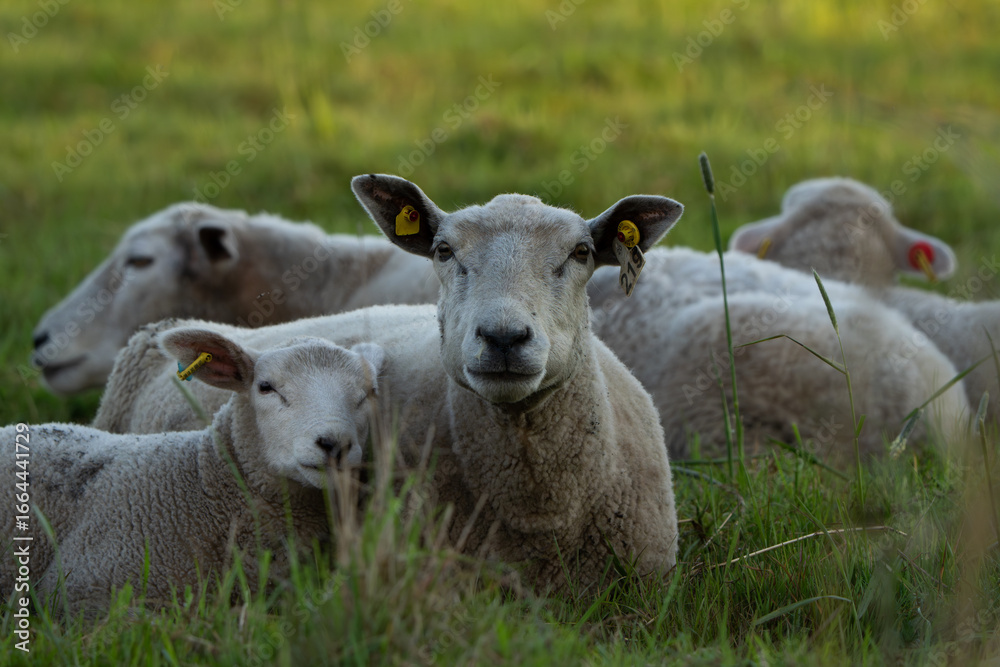 Fototapeta premium Ewe with lamb resting in green meadow