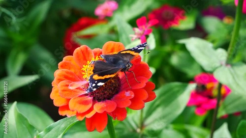 An admiral butterfly sits on a zinnia flower..