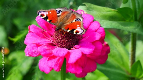 A peacock butterfly cleans its proboscis while sitting on a zinnia flower.