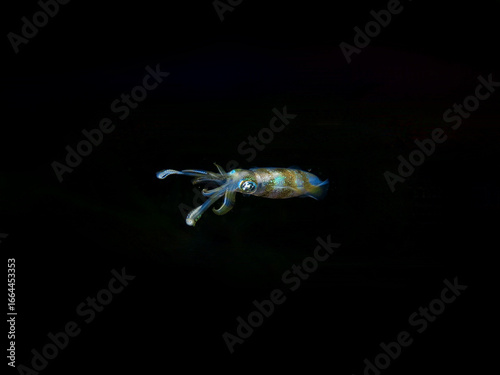 Squid at night in the water column. Squid on a black background. A small squid swims in the water column at night.