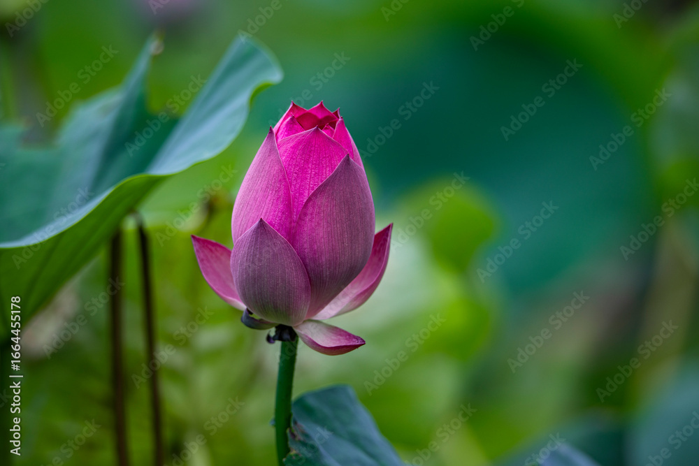 Lotus flowers of various expressions are blooming in the lotus pond Lotus flowers of various expressions are blooming in the lotus pond