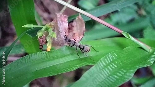 Macro Closeup of Black Ant Carrying Food on Green Leaves in Nature