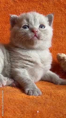 A small gray kitten sitting on a vibrant orange blanket, looking curiously at the viewer.