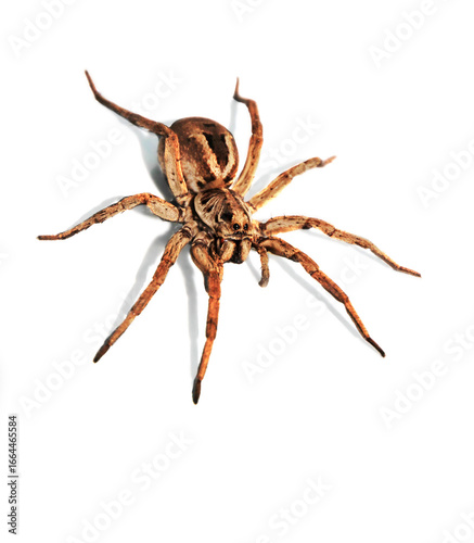 Wolf spider on white background