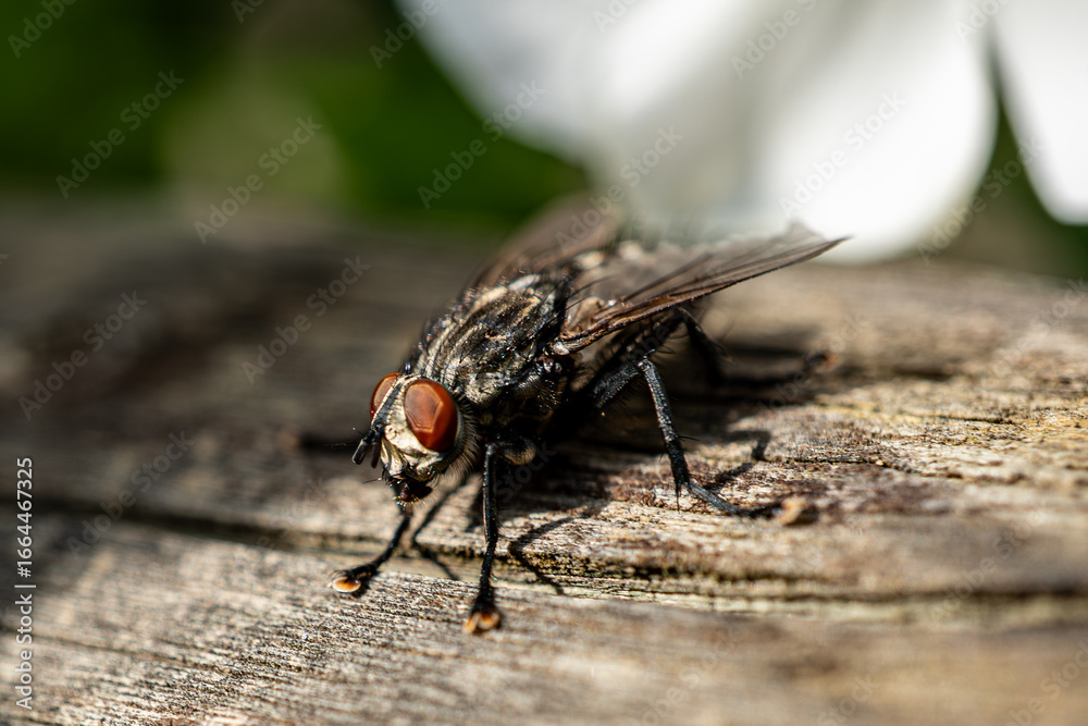 Obraz premium Musca domestica Die Stubenfliege, auch Gemeine Stubenfliege oder Große Stubenfliege, ist eine Fliege aus der Familie der Echten Fliegen, Musca domestica The housefly, also known as the common housefly