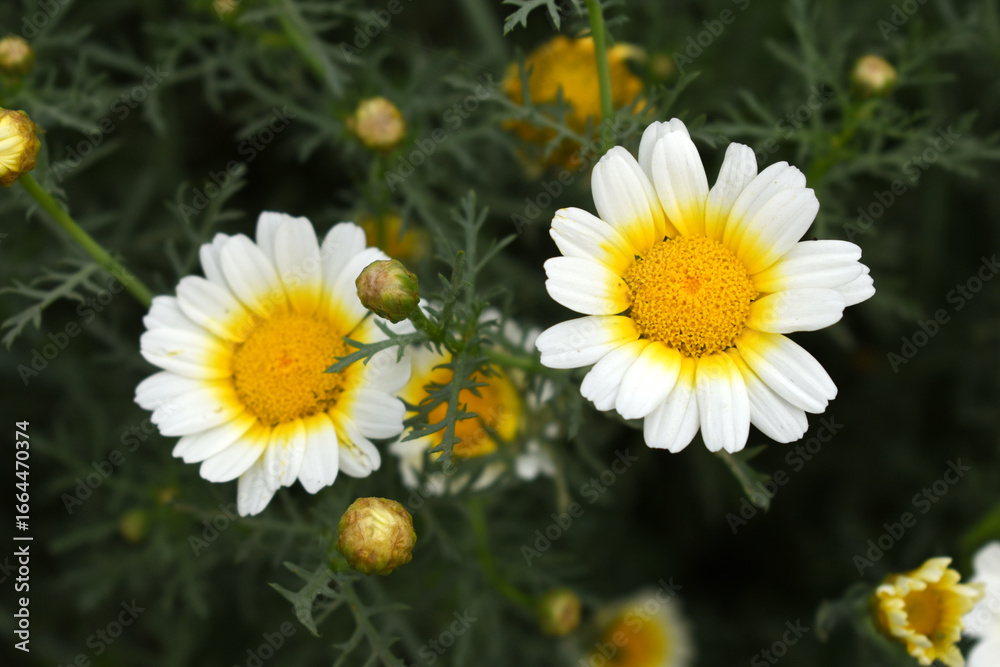 Obraz premium White Yellow Crown Daisy, Close-up of a white and yellow crown daisy flower, blooming in nature, Close-up shot of beautiful White yellow Crown Daisy flower (Chrysanthemum coronarium), Crown Daisy,