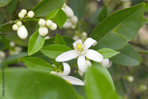 Blossoming orange tree flowers, orange blossoms, Spring harvest, closeup of Orange tree branches with flowers and leaves, buds and leaves, white little flower closeup, Chakwal, Punjab, Pakistan